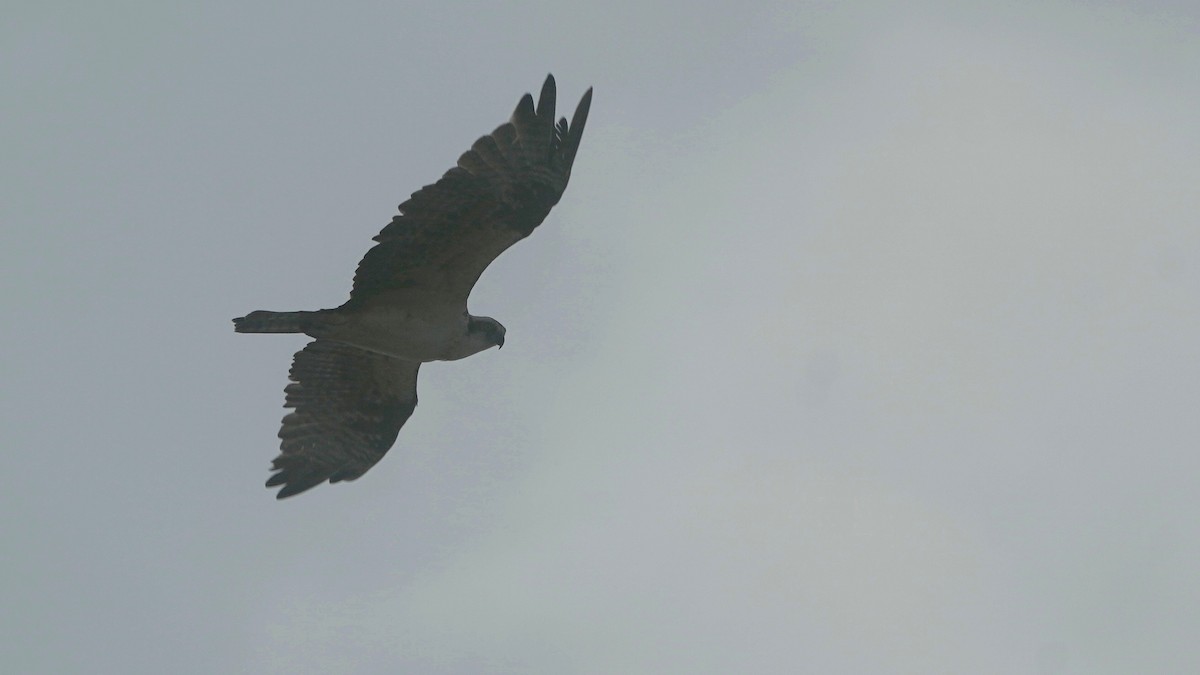 魚鷹 - ML647507080