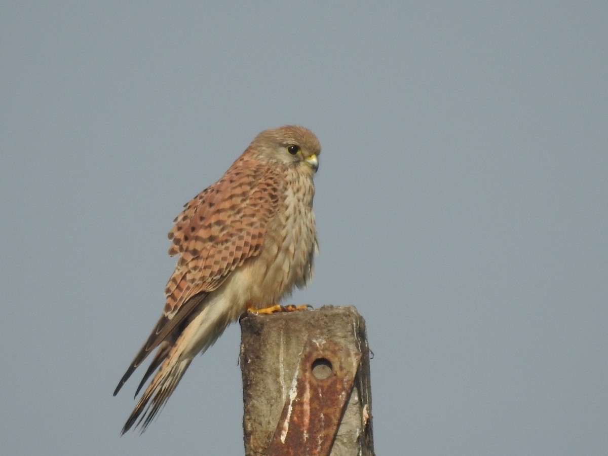 紅隼 - ML647507082