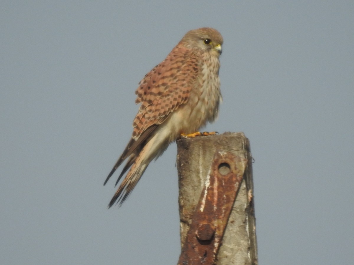 紅隼 - ML647507083