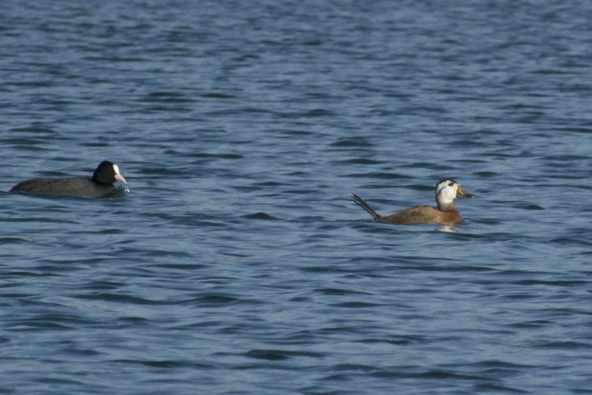 White-headed Duck - ML647507087