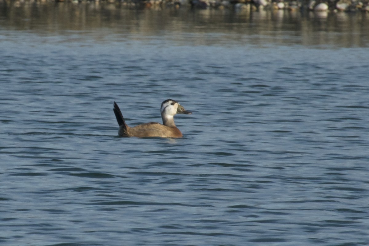 White-headed Duck - ML647507088