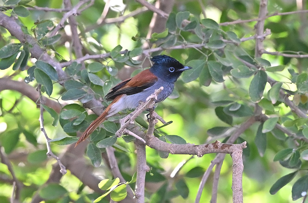 African Paradise-Flycatcher - ML647507090