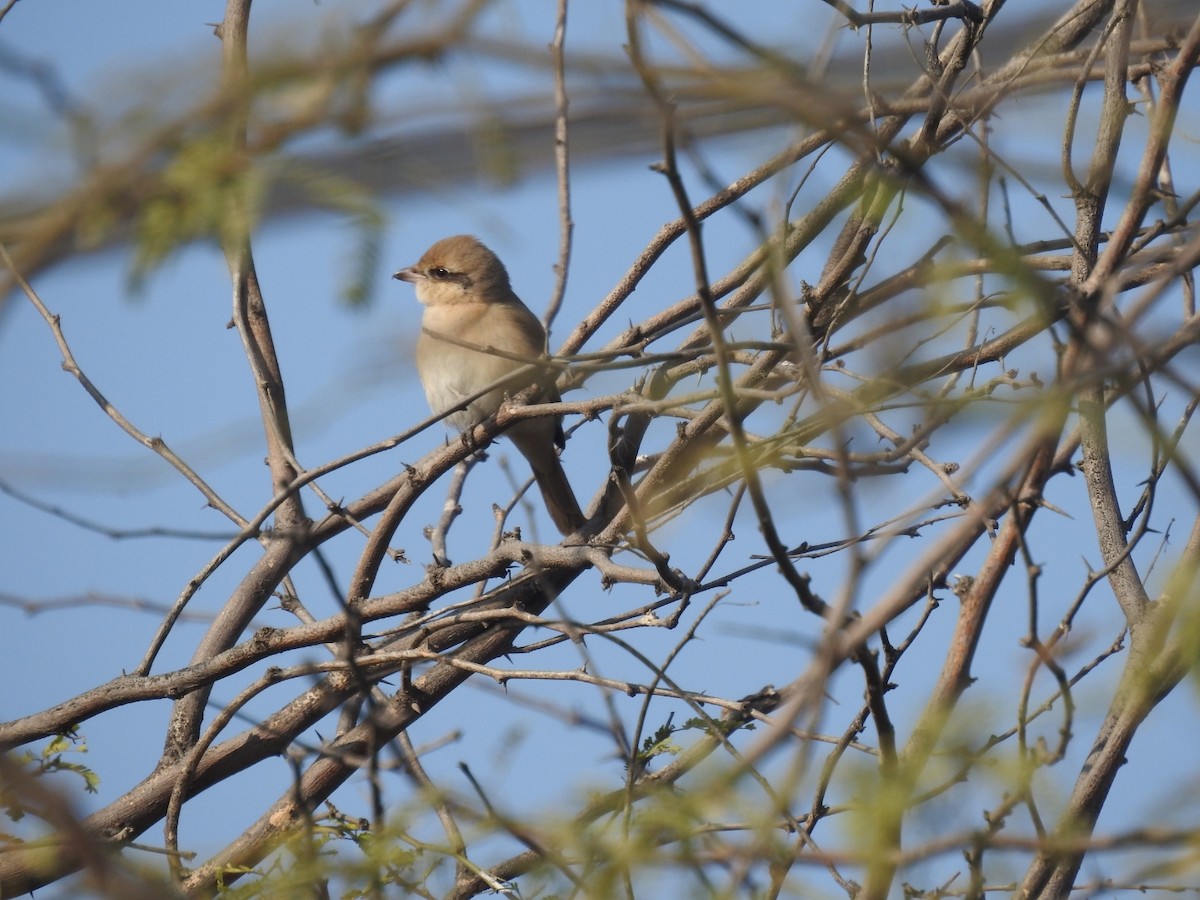 荒漠伯勞 - ML647507091