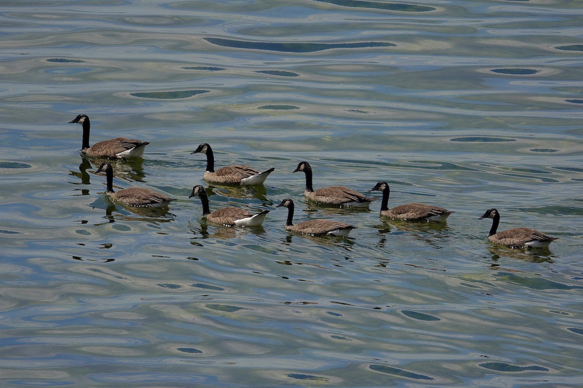Canada Goose - ML647507092