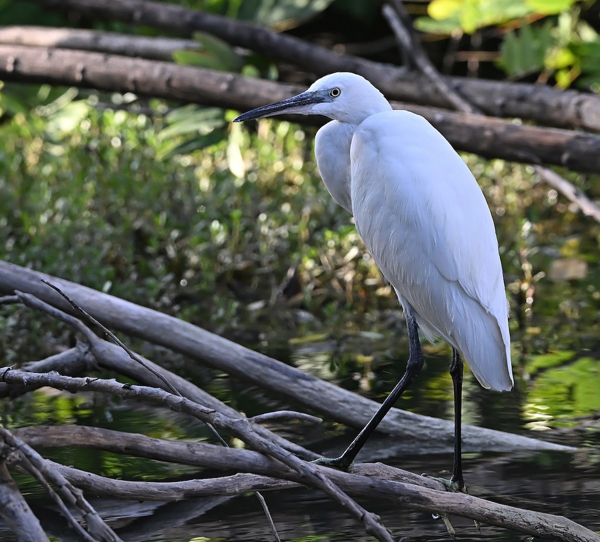 Little Egret - ML647507102