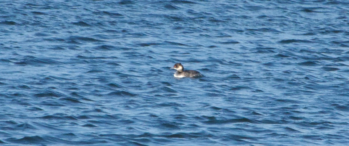 Eared Grebe - ML647507103