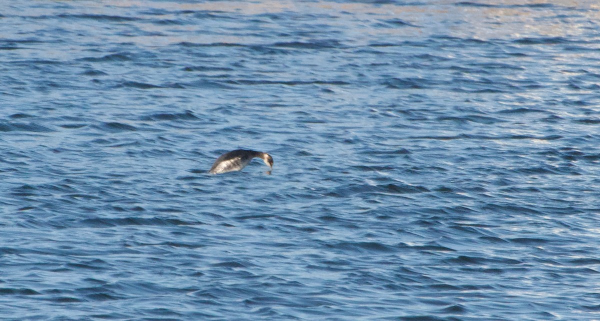 Eared Grebe - ML647507104