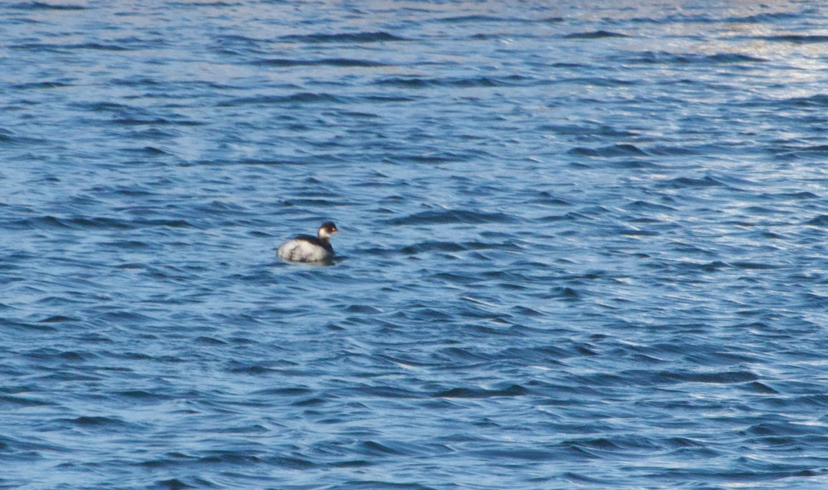 Eared Grebe - ML647507105