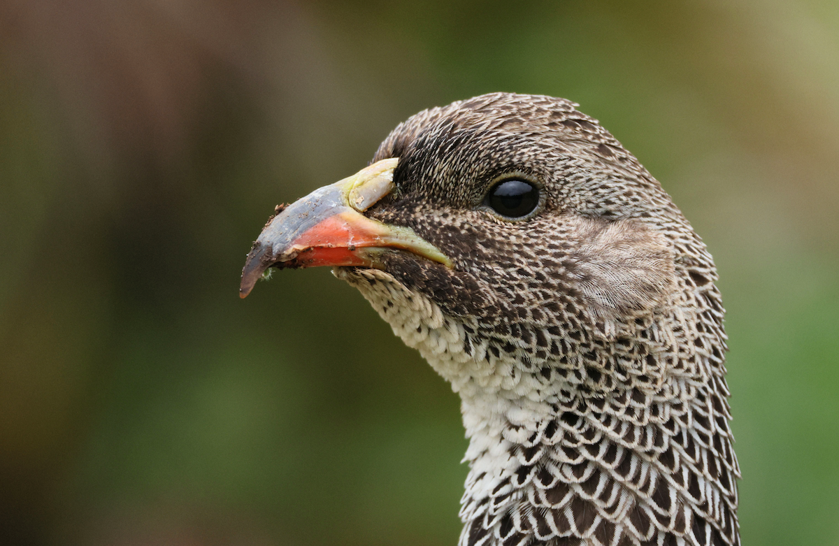 ケープキジシャコ - ML647507119