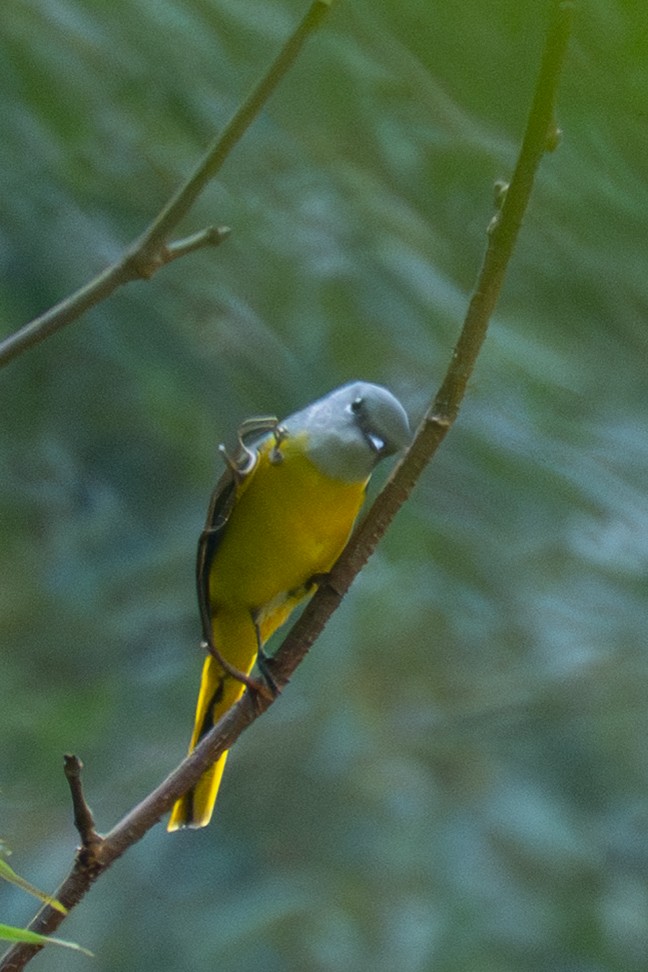 Личинкоїд сірощокий - ML647507126