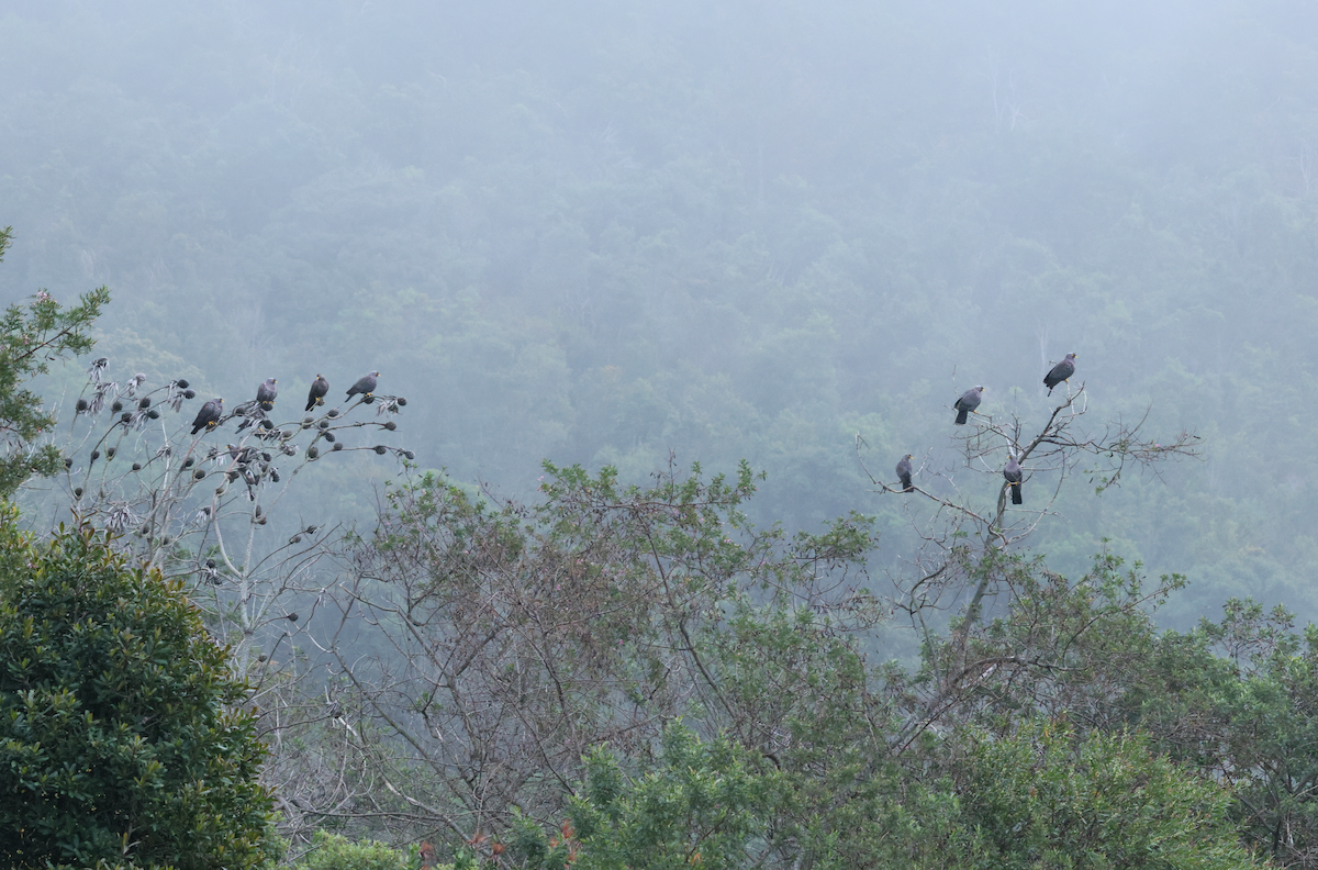 オリーブバト - ML647507135