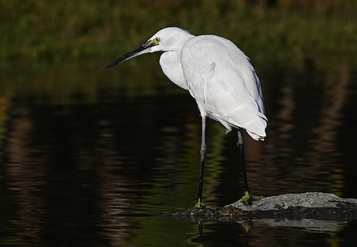 Little Egret - ML647507156