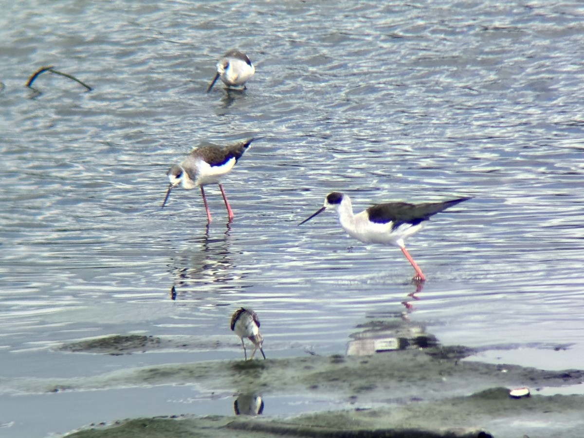 Black-winged Stilt - ML647507158
