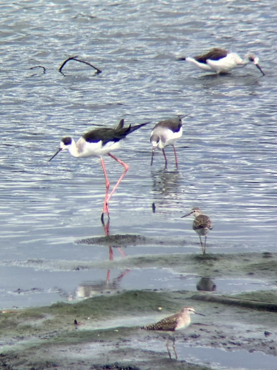 Black-winged Stilt - ML647507159