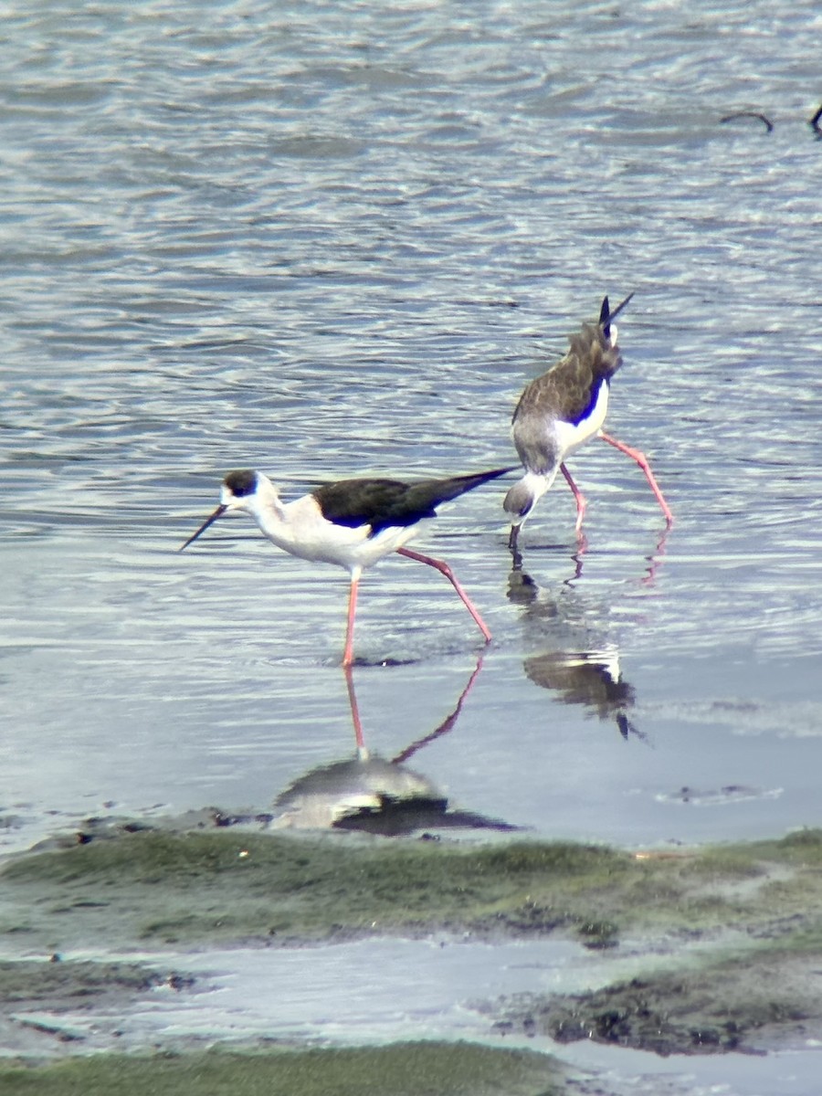 Black-winged Stilt - ML647507160