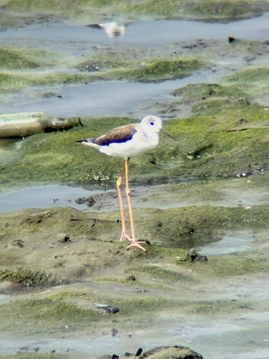 Black-winged Stilt - ML647507161