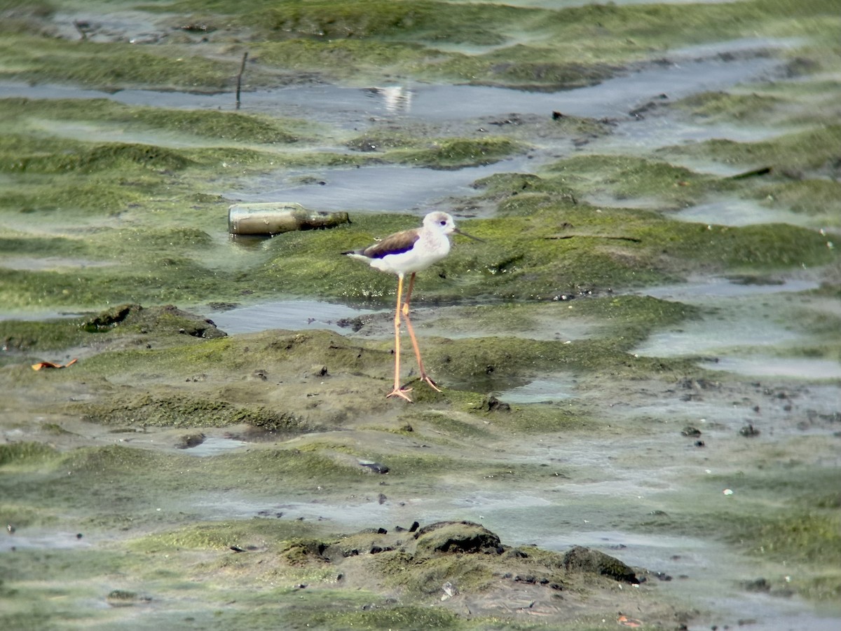 Black-winged Stilt - ML647507162