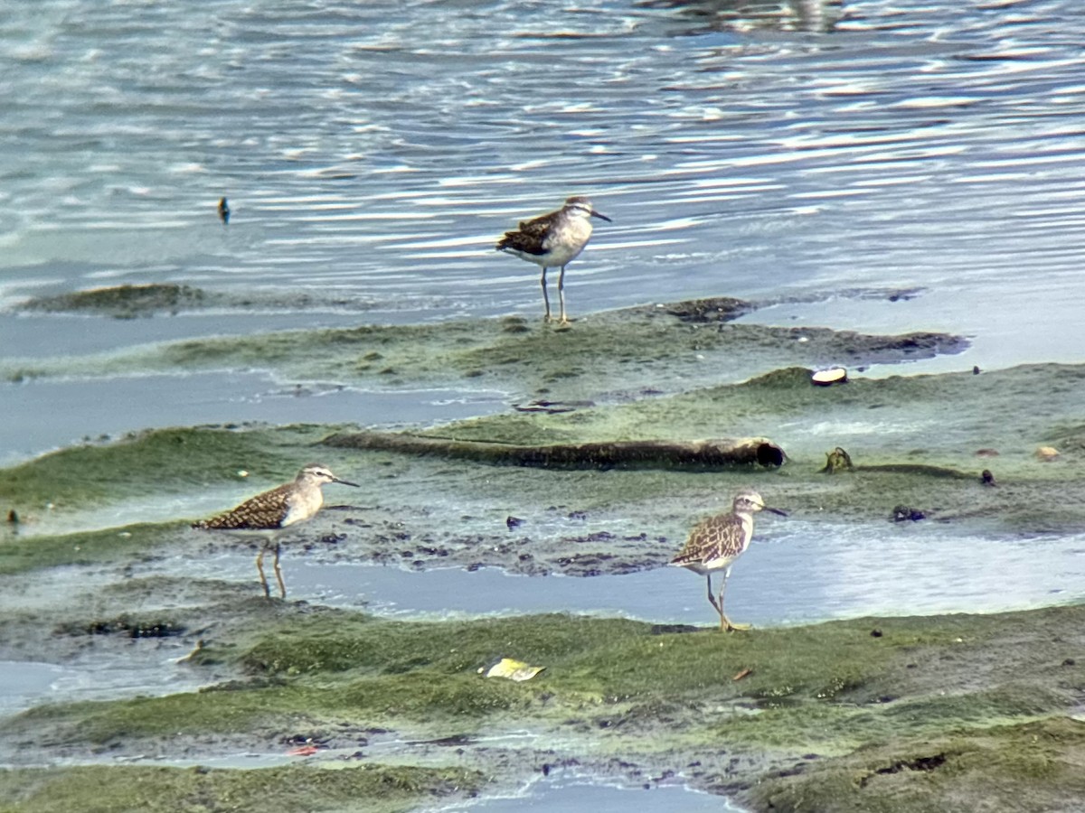 Wood Sandpiper - ML647507168