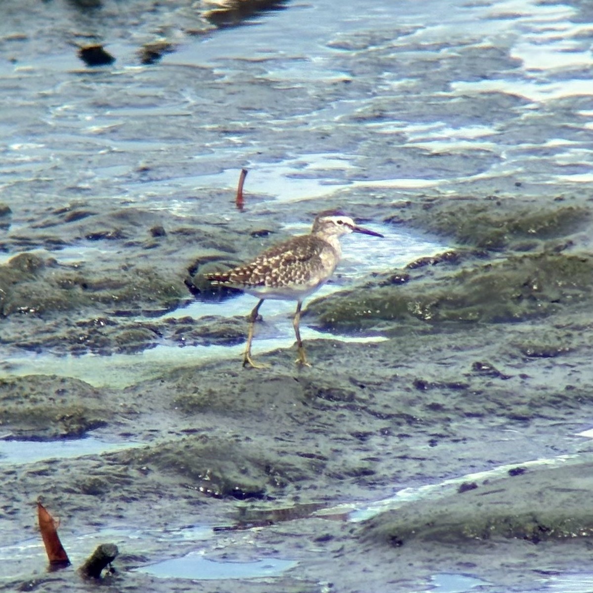 Wood Sandpiper - ML647507169