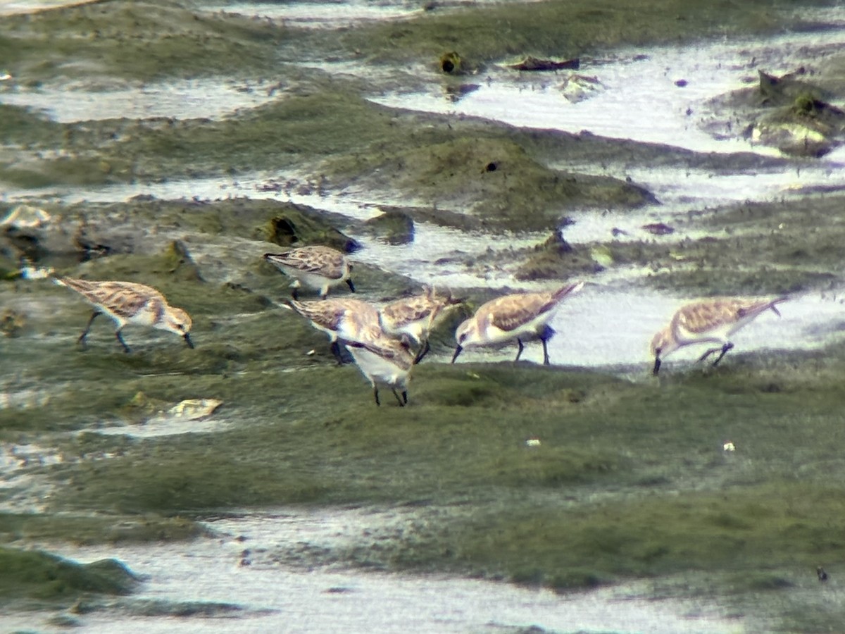 トウネン - ML647507193