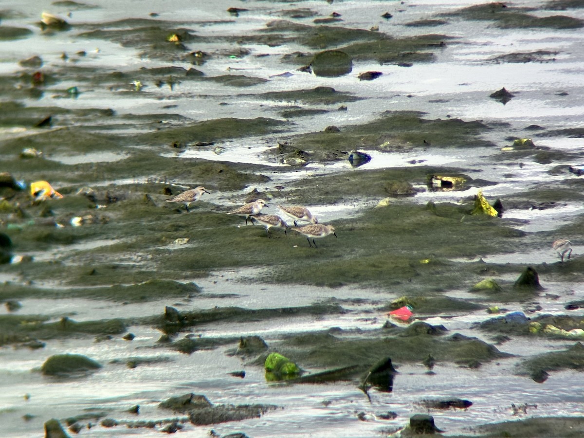 トウネン - ML647507194