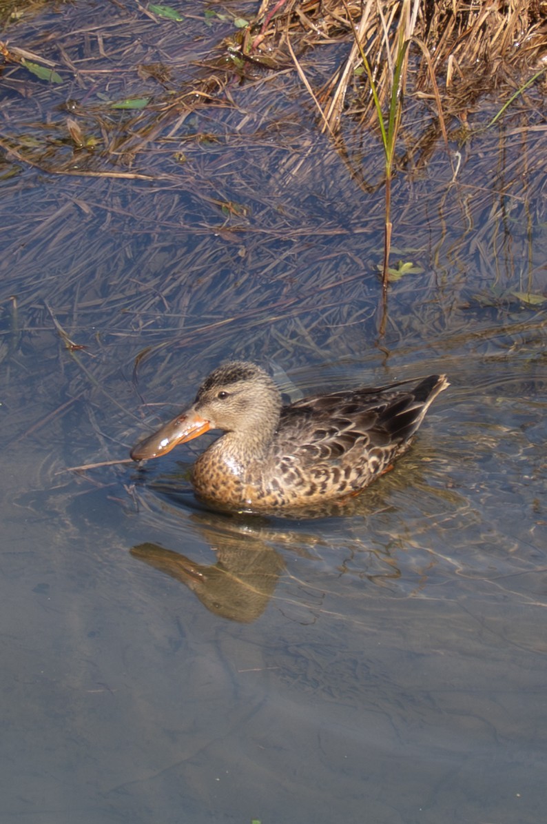 ハシビロガモ - ML647507195