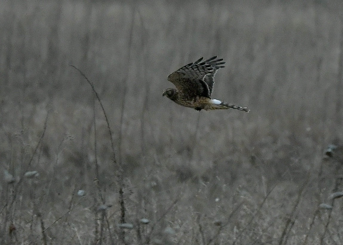 アメリカハイイロチュウヒ - ML647507198