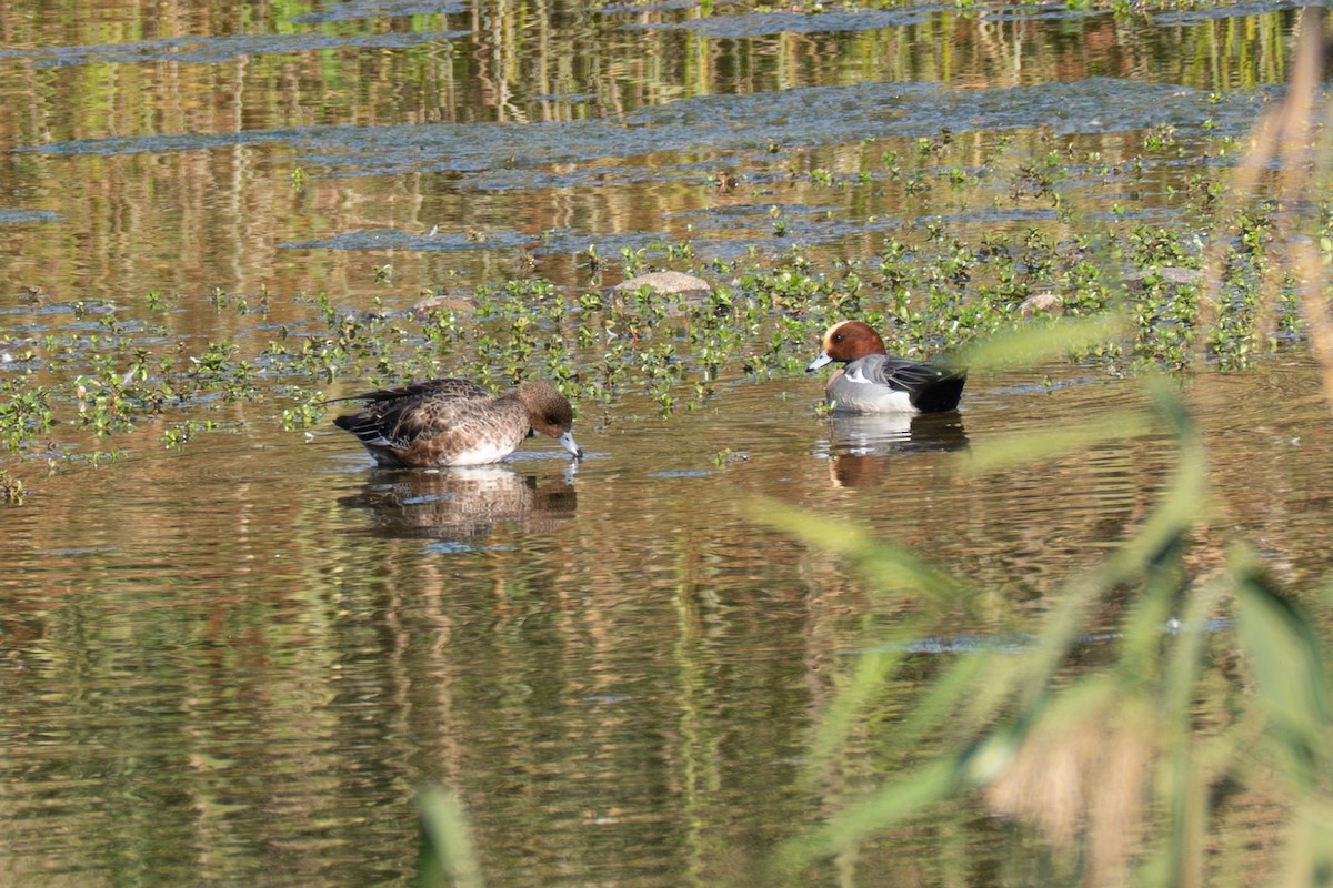 ヒドリガモ - ML647507199