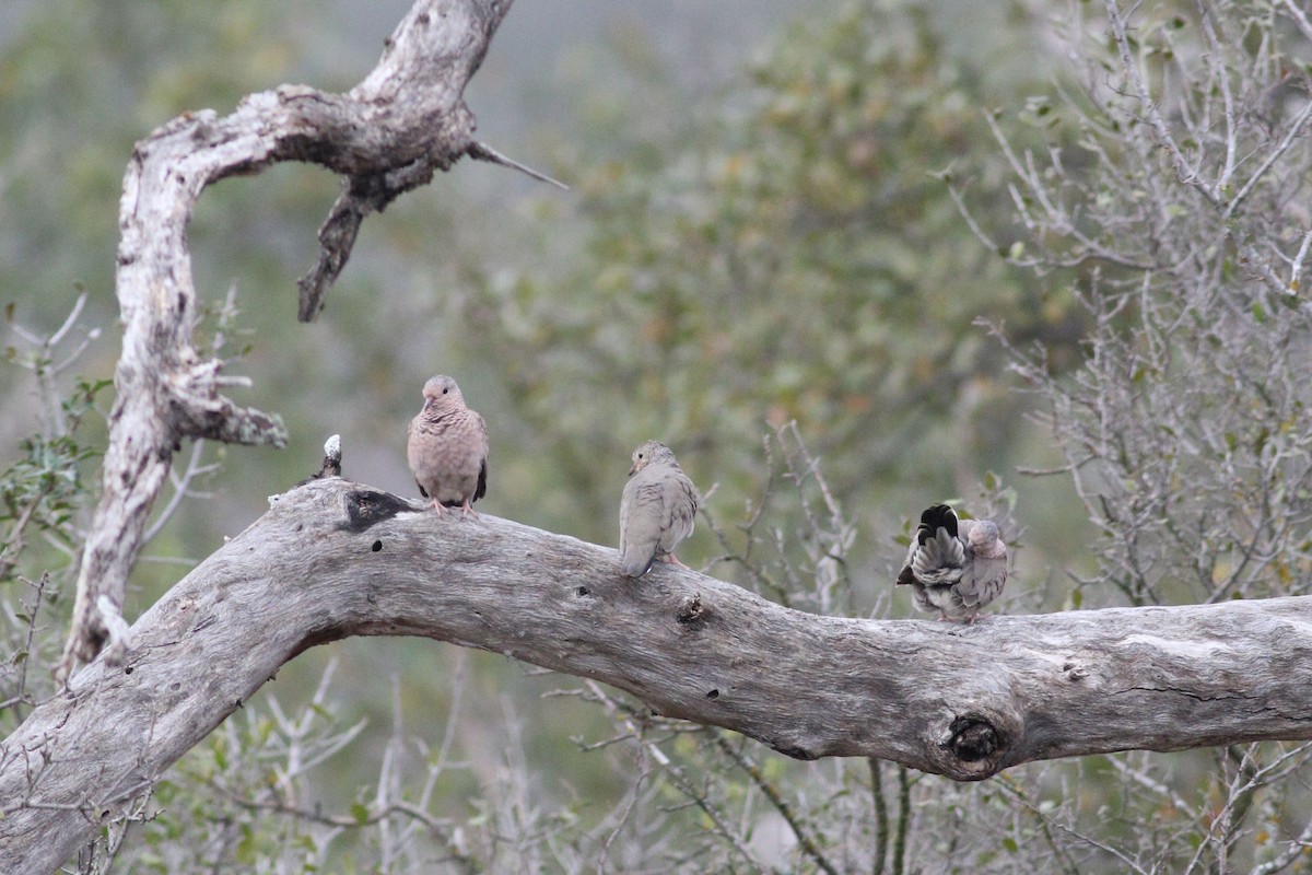 スズメバト - ML647507201
