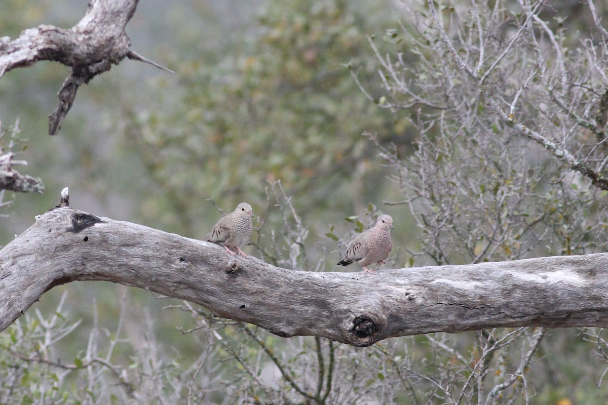 スズメバト - ML647507202