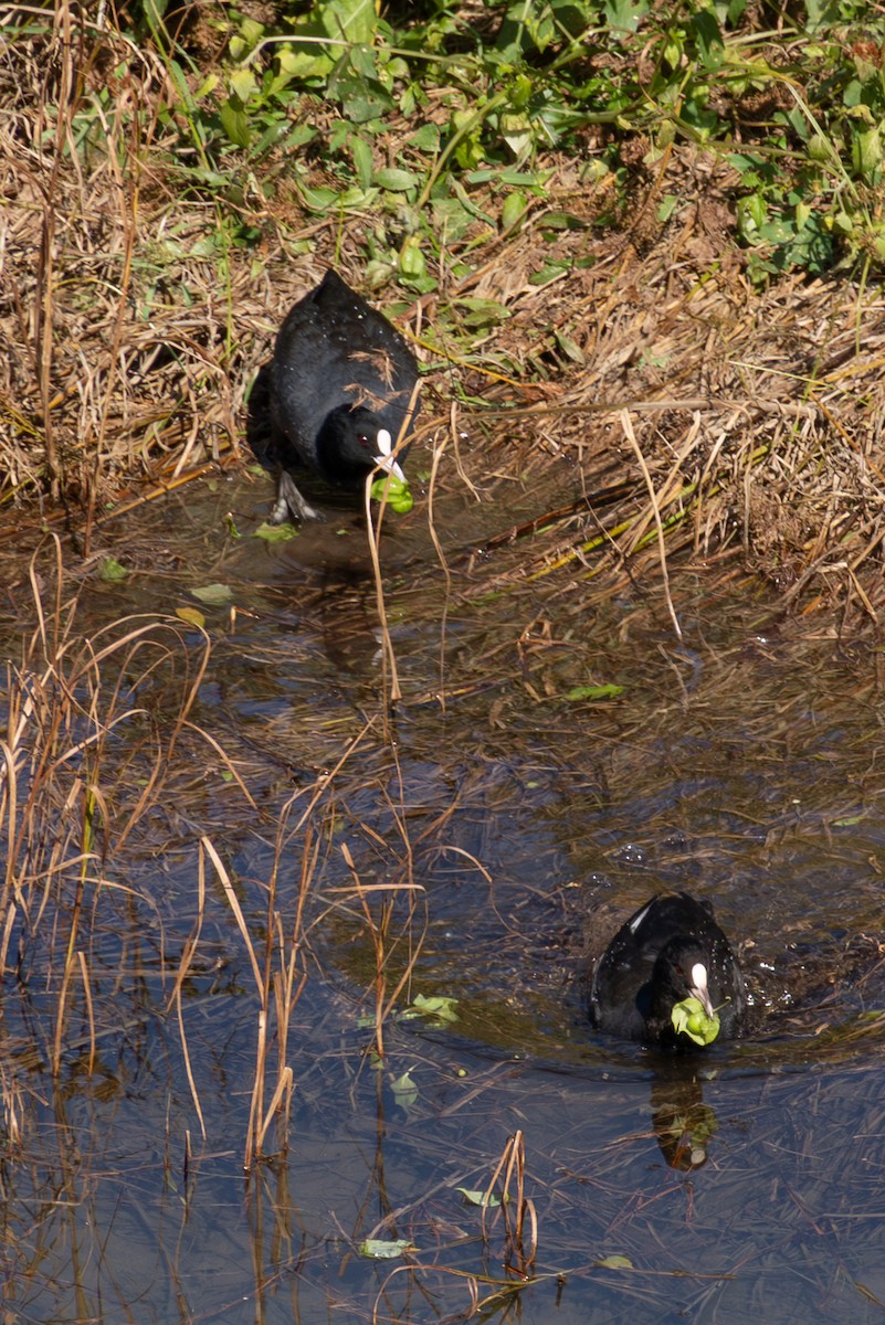 オオバン - ML647507205