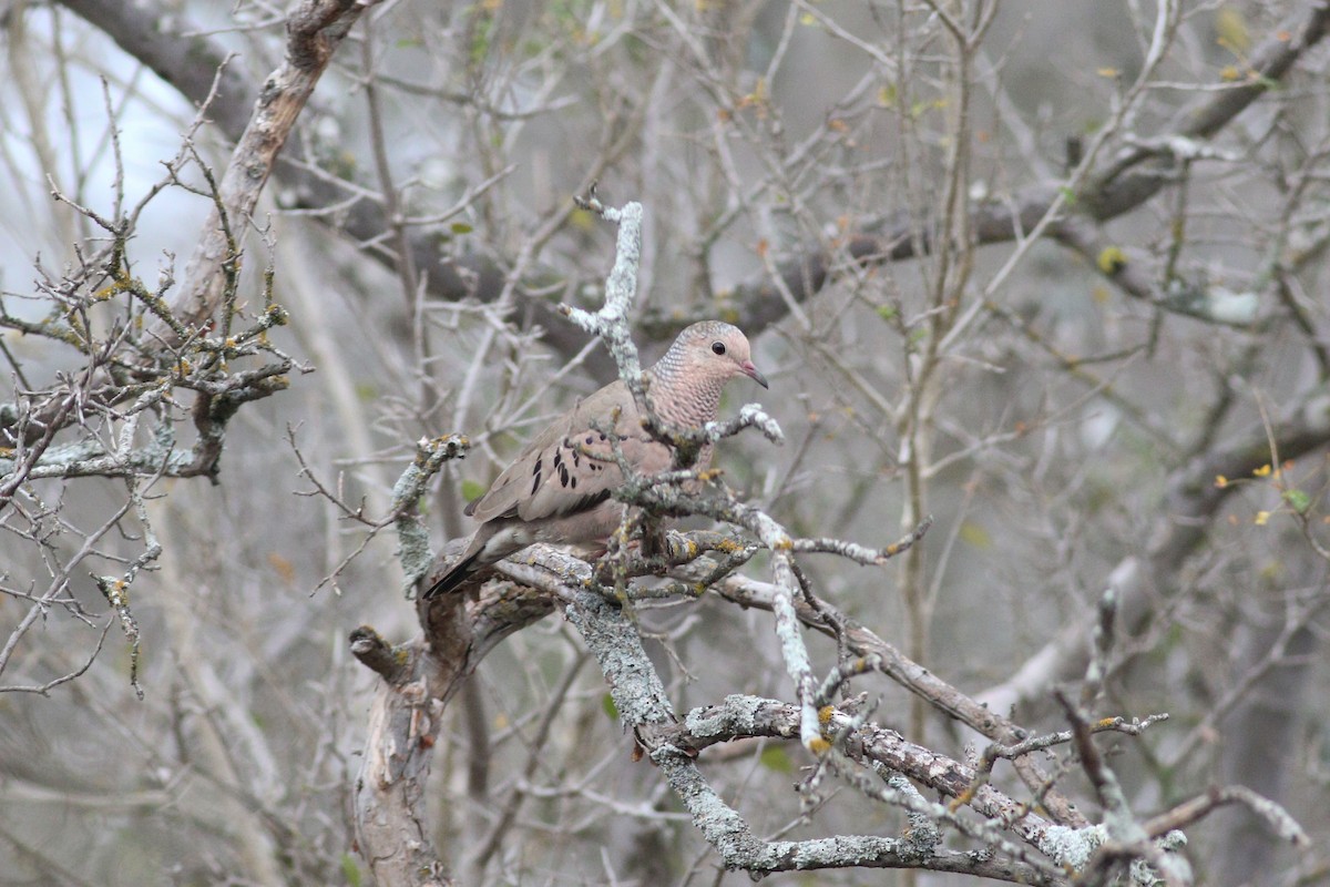 スズメバト - ML647507206