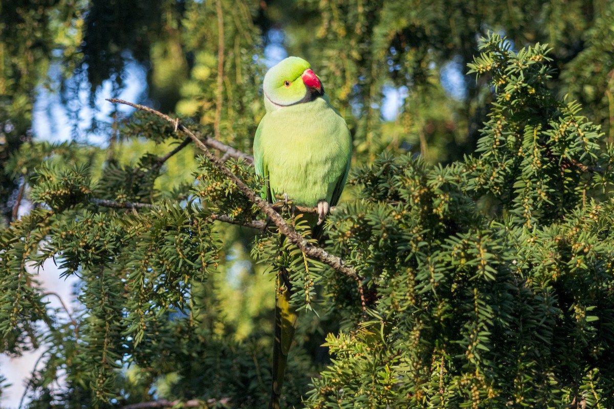 ホンセイインコ - ML647507207