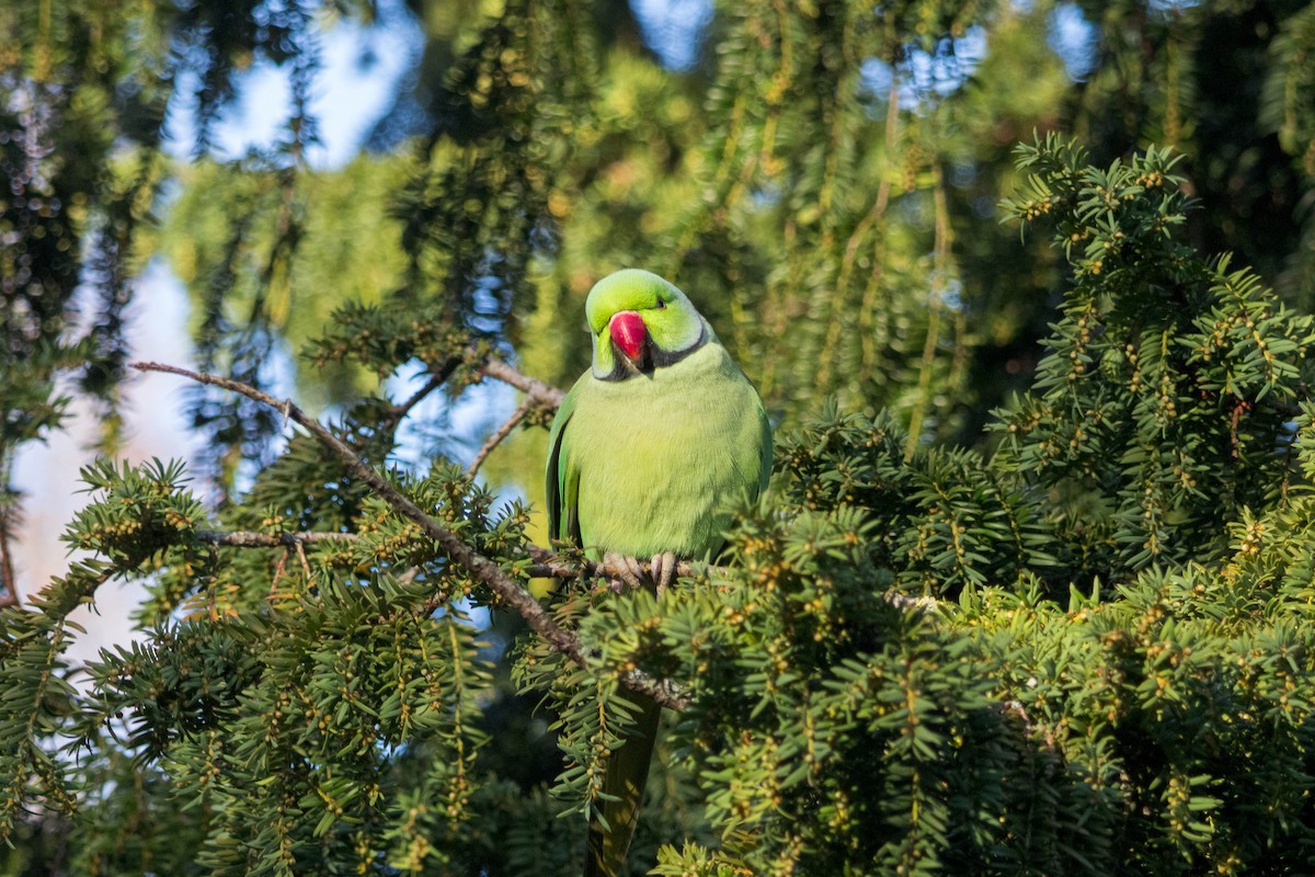ホンセイインコ - ML647507208