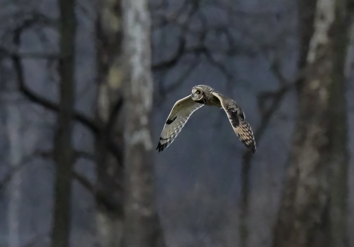 コミミズク - ML647507209