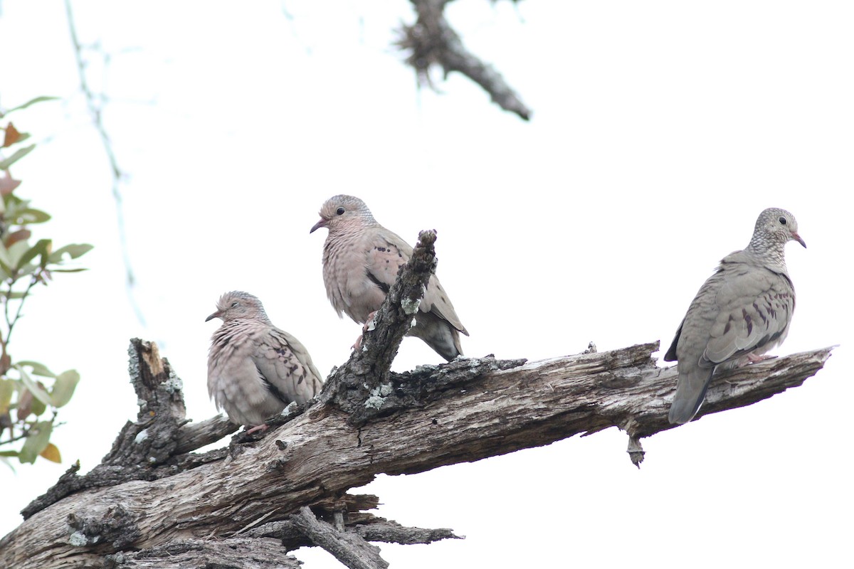 スズメバト - ML647507210