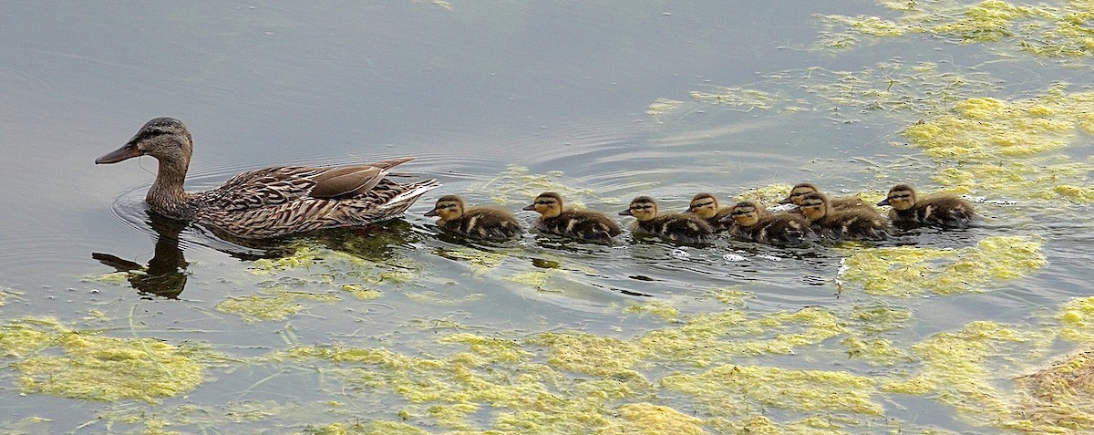 マガモ - ML647507211