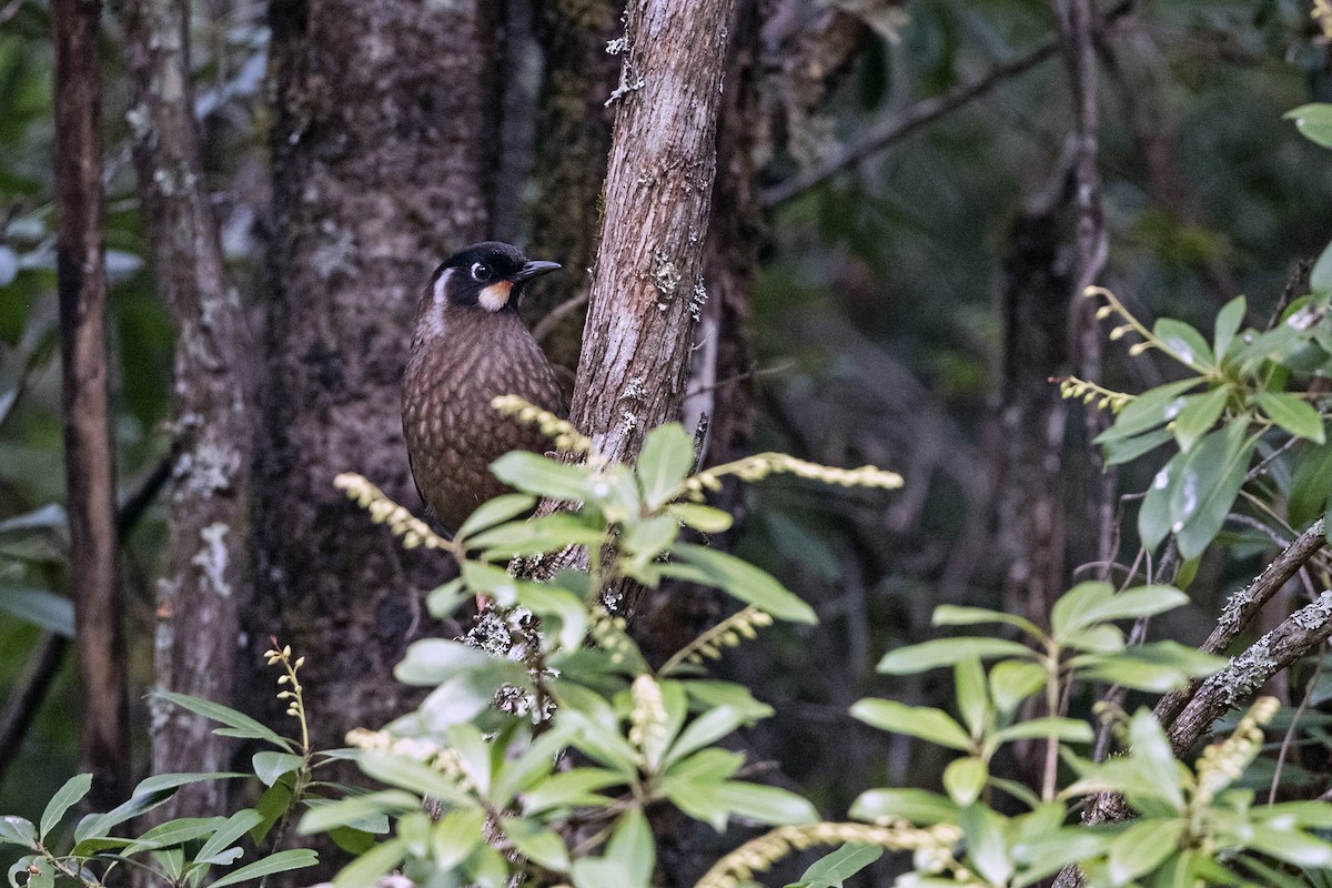 キンバネガビチョウ - ML647507212