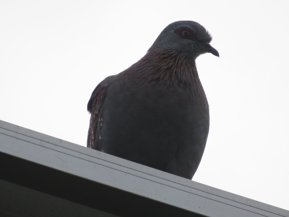 ウロコカワラバト - ML647507220