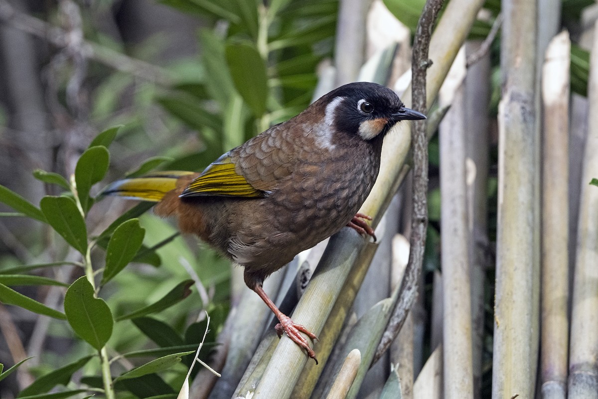 キンバネガビチョウ - ML647507223