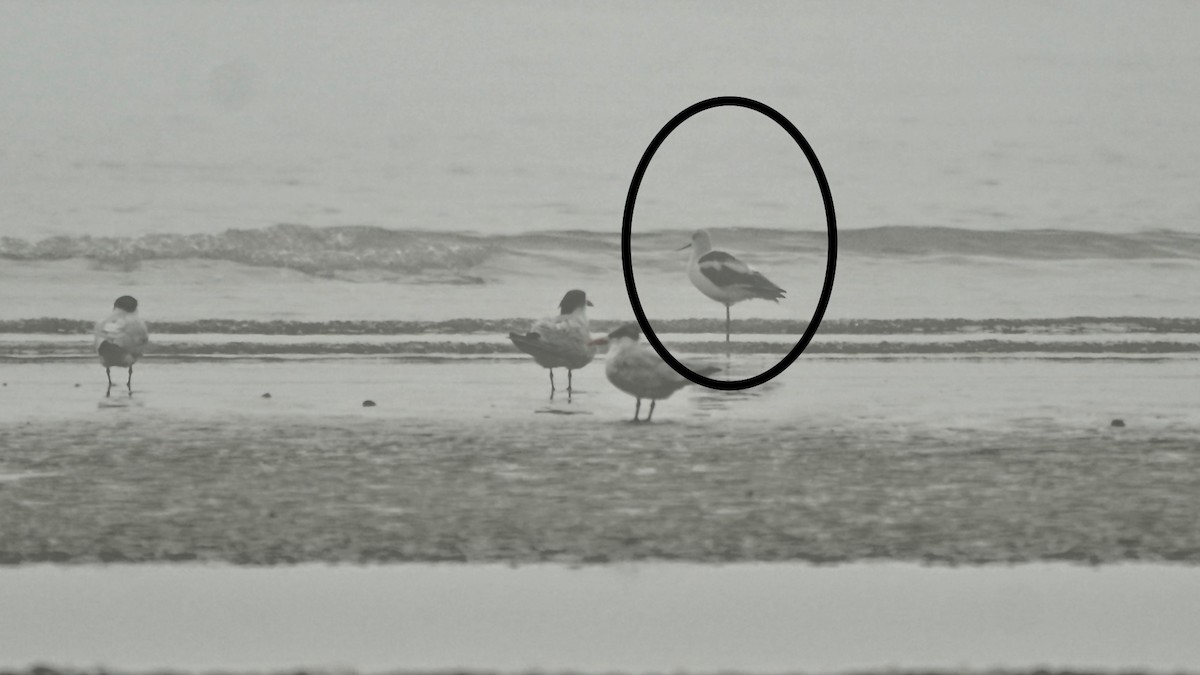 アメリカソリハシセイタカシギ - ML647507224