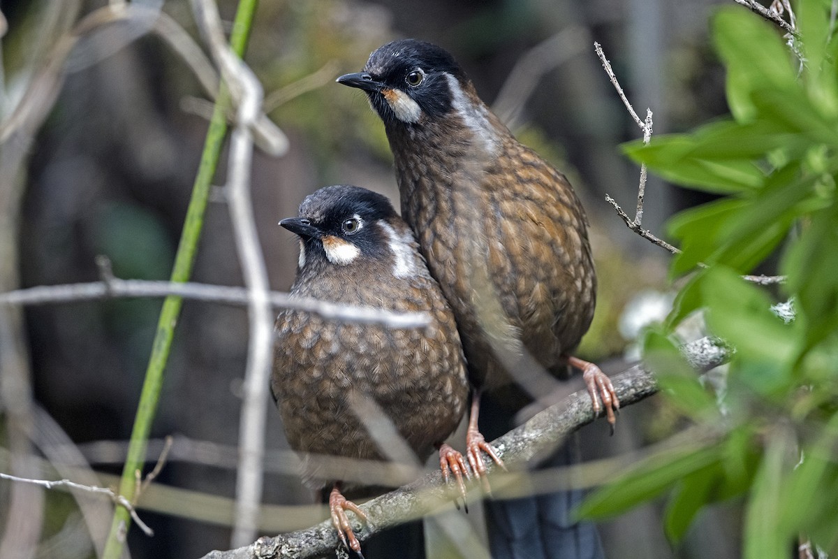 キンバネガビチョウ - ML647507226