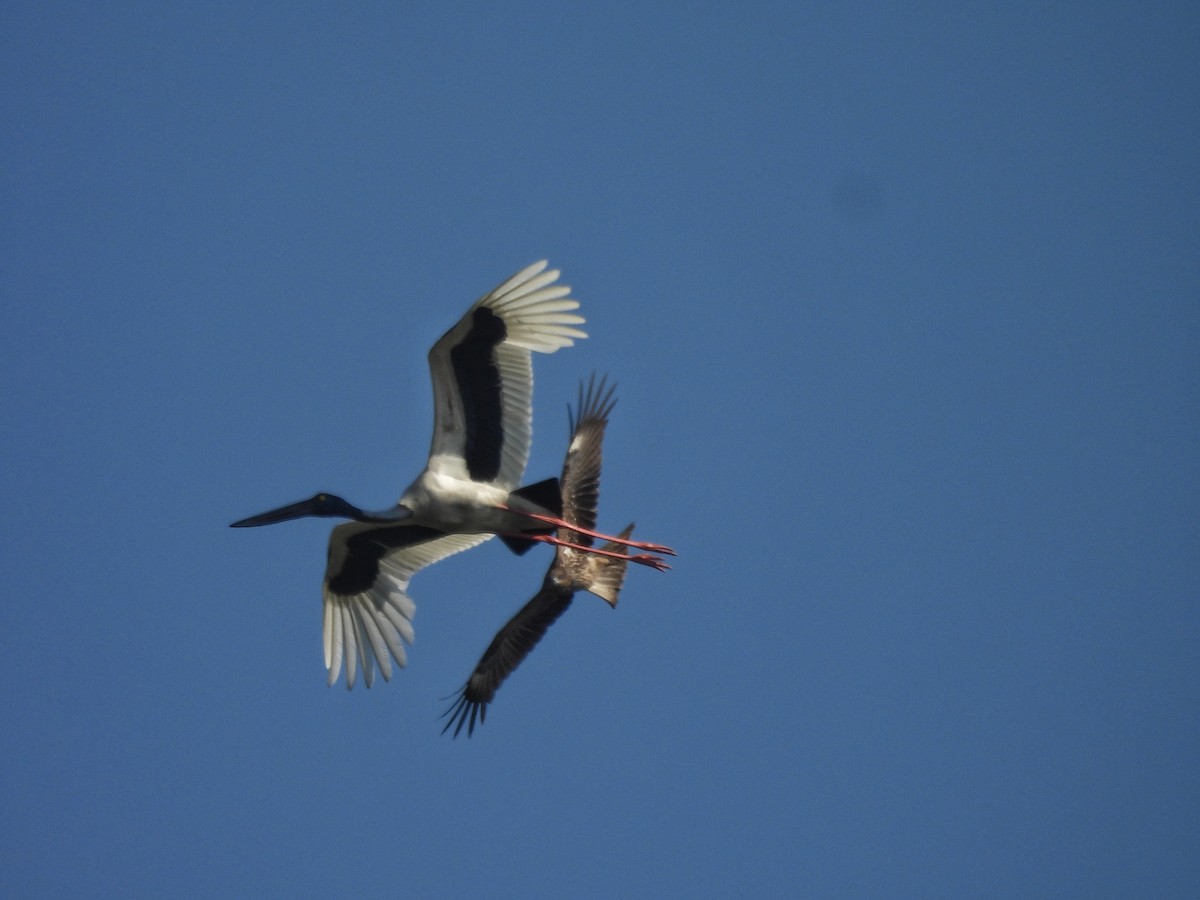 セイタカコウ - ML647507227