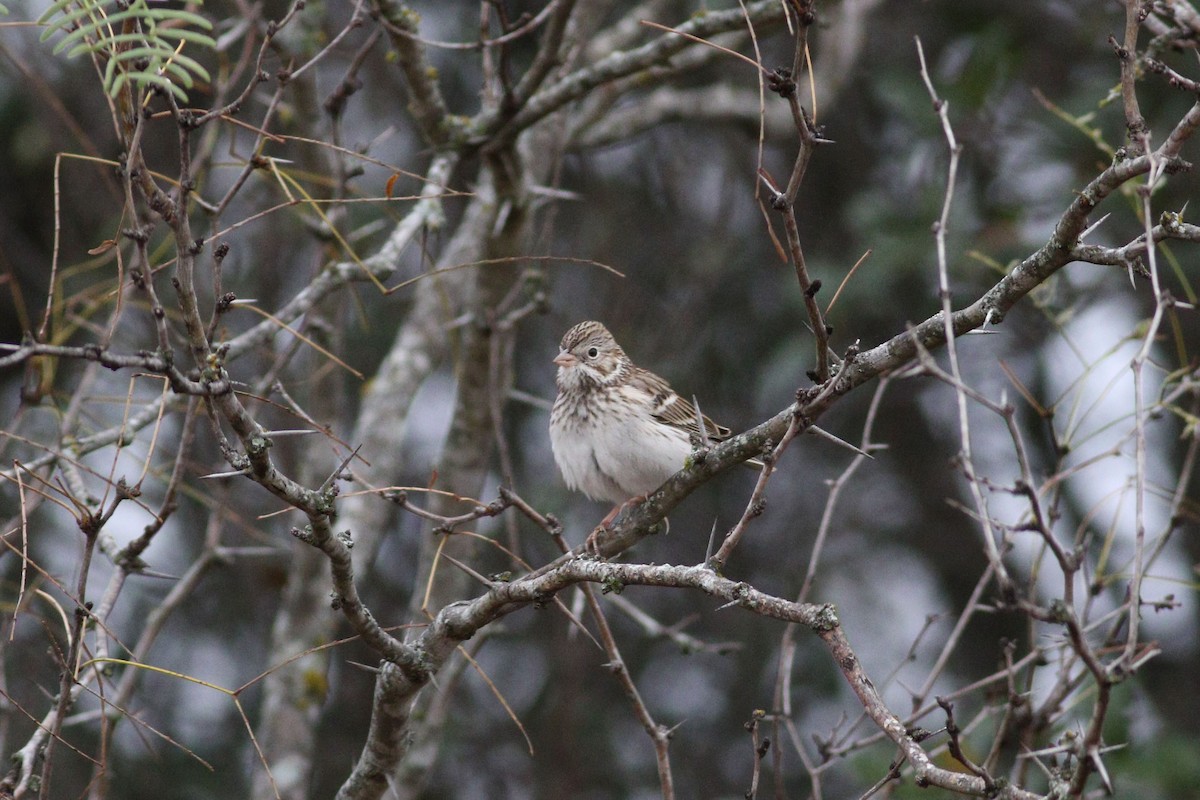 オジロヒメドリ - ML647507228