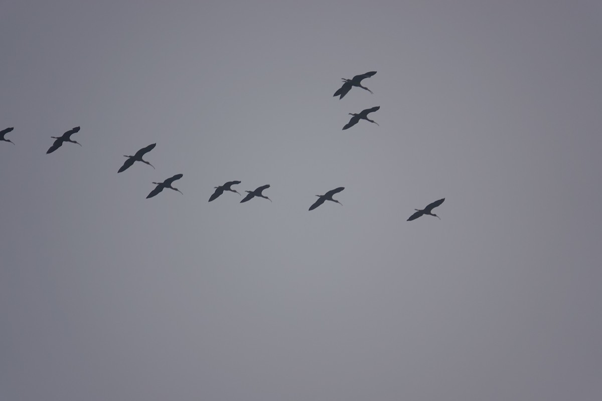 ブロンズトキ - ML647507229