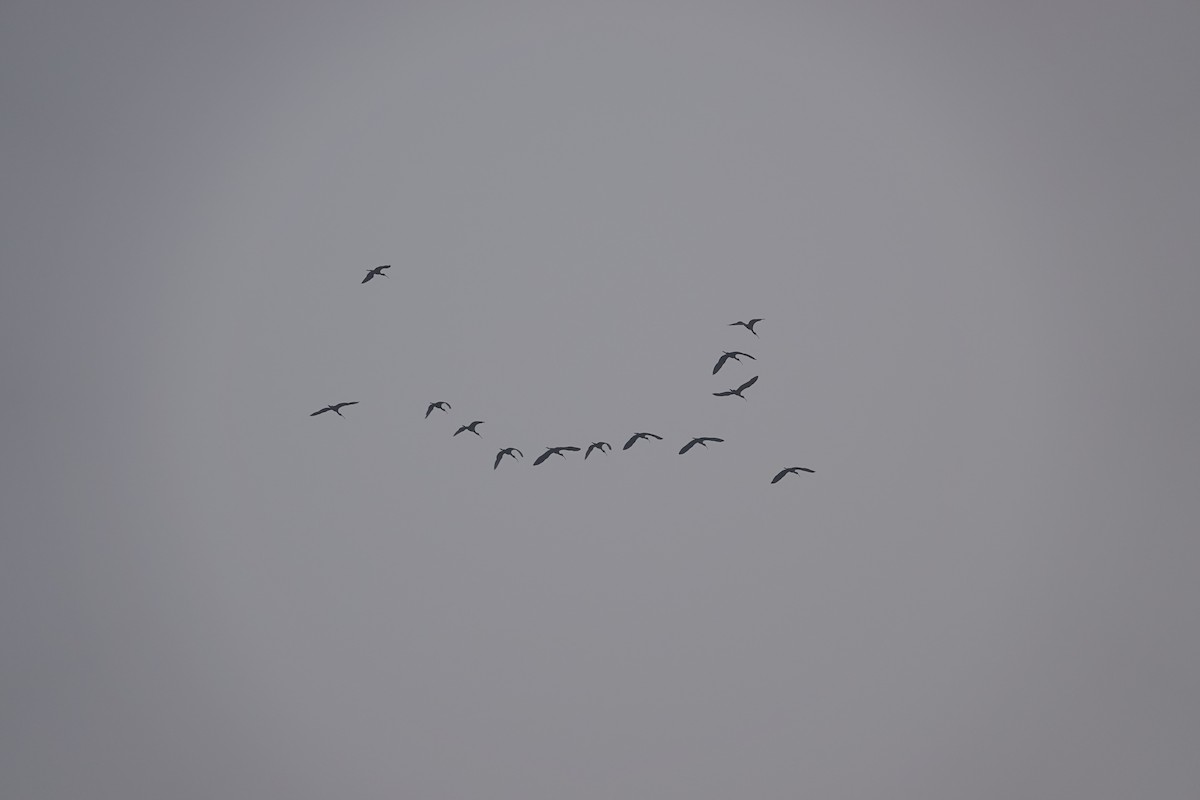 ブロンズトキ - ML647507230