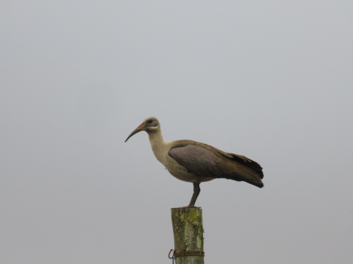 ハダダトキ - ML647507231