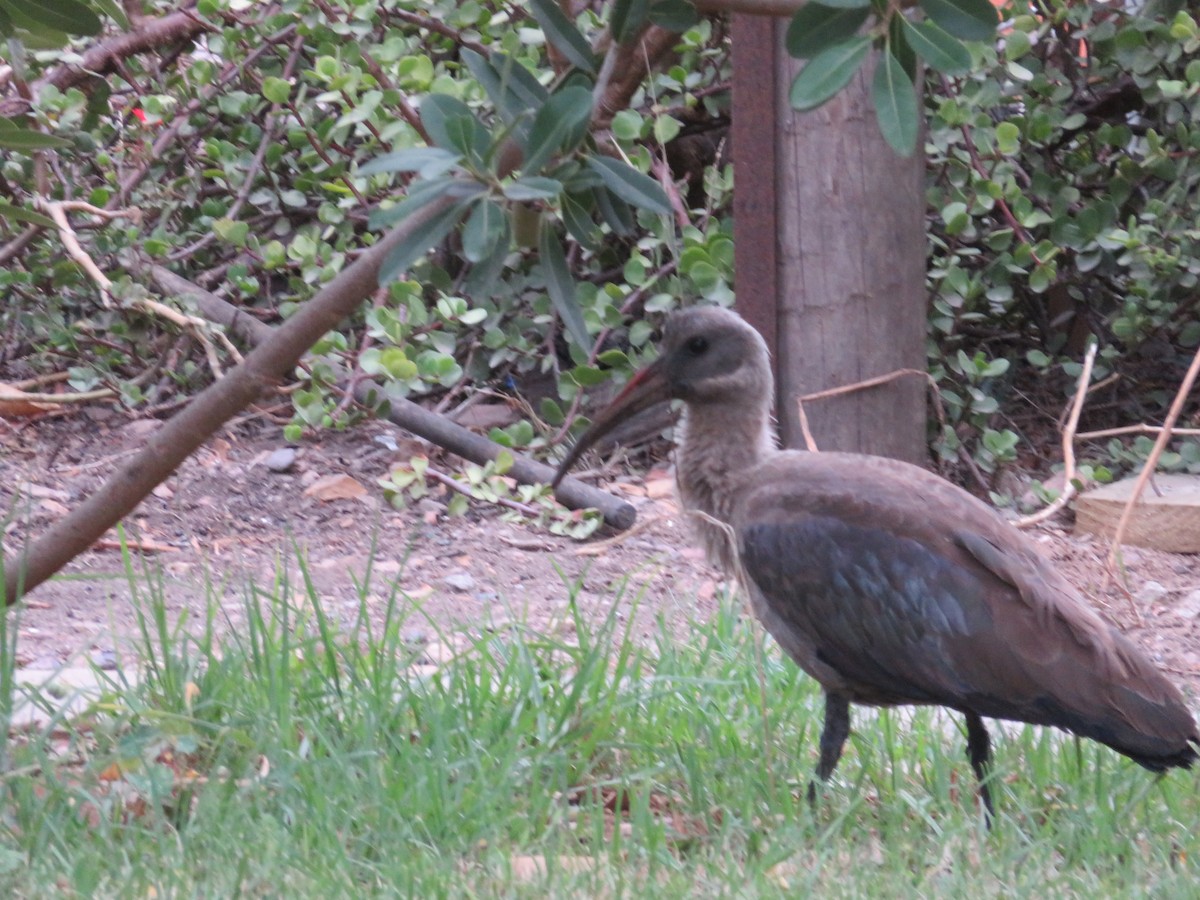 Hadada Ibis - ML647507232