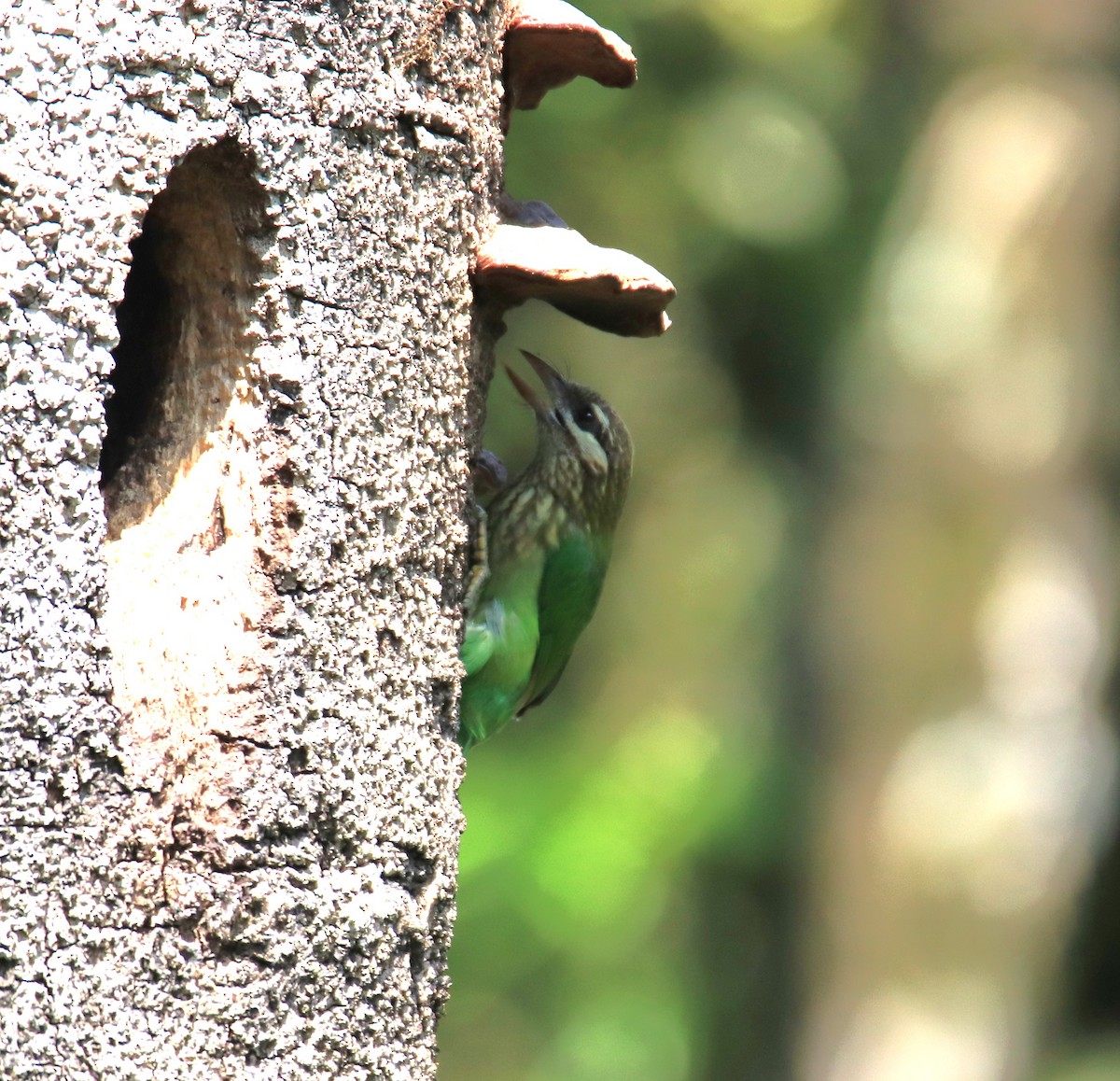 チャガシラゴシキドリ - ML647507237