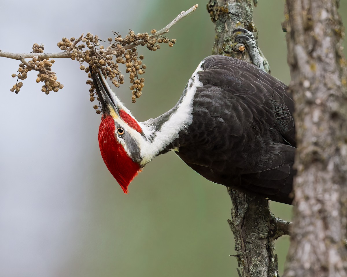 エボシクマゲラ - ML647507238